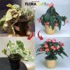 Taimede väetis Floravita