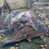 Esca naturale per pesci FishPoint-middle