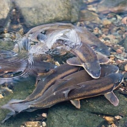 Esca naturale per pesci FishPoint-middle