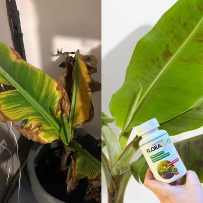 Növénytáp Floravita