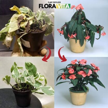 Növénytáp Floravita