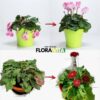 Augalų trąšos Floravita