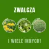 WeedX™ – 100 % naturalny środek przeciw chwastom